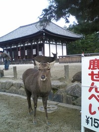 ドライブIN 奈良ァ！