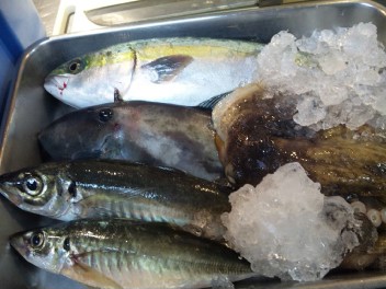 今日のお魚ちゃん
