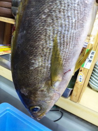 今日のお魚ちゃん