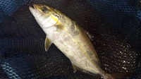 今日のお魚ちゃん