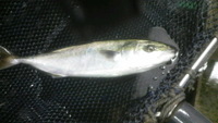 カブト焼とでっかい太刀魚