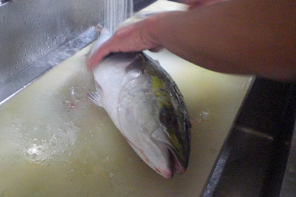 今日のお魚ちゃん