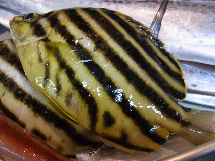 釣れたよ!