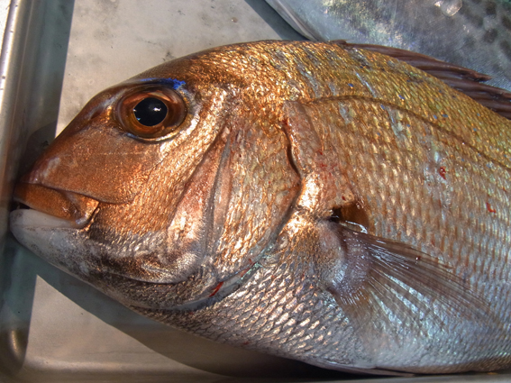 今日のお魚ちゃん