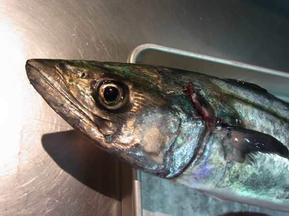今日のお魚ちゃん
