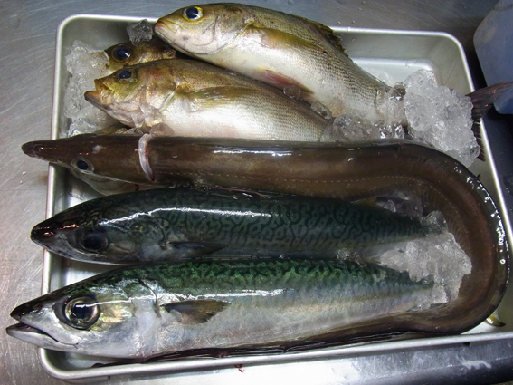 今日のお魚ちゃん