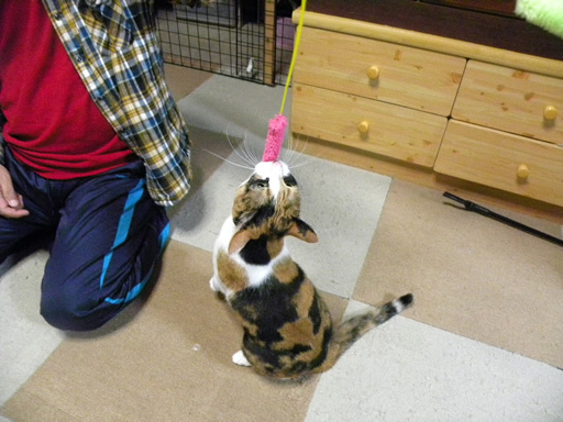 猫とラインのスタンプ 猫とラインのスタンプ