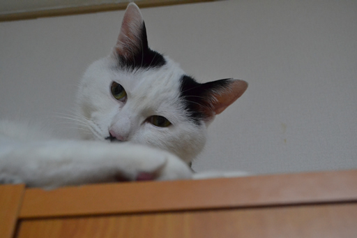 保護子猫＜ボンちゃん＞