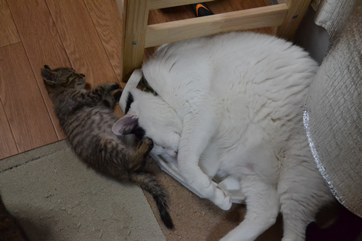 保護猫ボンちゃんの夜