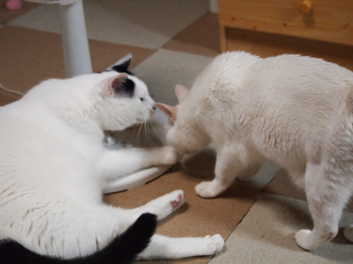 猫と動画 猫と動画