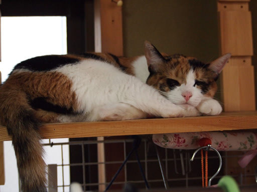 三毛猫のミミ 三毛猫のミミ