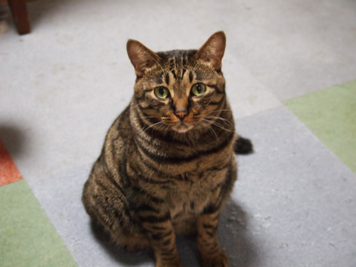 猫 猫