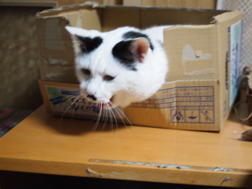 猫とラインのスタンプ 猫とラインのスタンプ