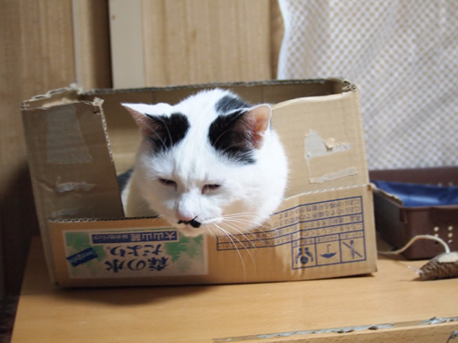 猫とラインのスタンプ 猫とラインのスタンプ