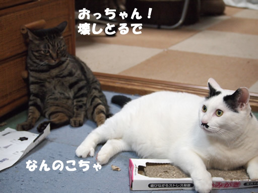 あにゃ~~~のコロ^^とラインのスタンプ あにゃ~~~のコロ^^とラインのスタンプ