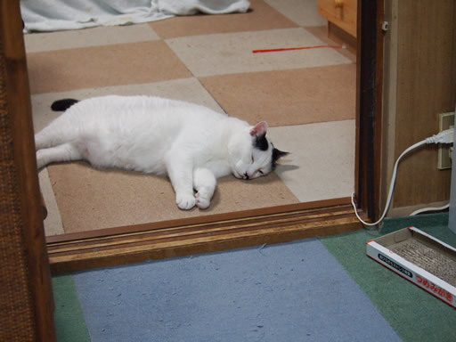 猫とLINEのスタンプ 猫とLINEのスタンプ