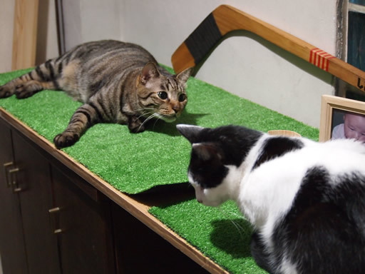 まったりの猫とラインのスタンプ まったりの猫とラインのスタンプ