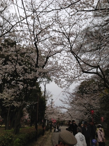 和歌山城でお花見ーティング