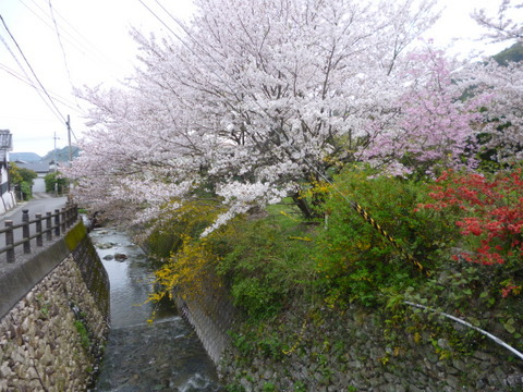 長保寺桜見物