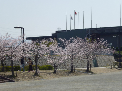 東公園の桜