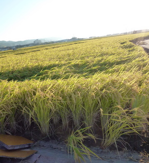 稲の収穫（その１）