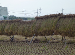 稲の収穫（その２）