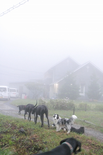 霧の朝。