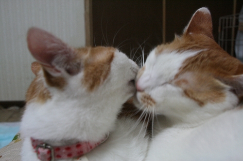 ディープKISS(=･ܫ･=)nya～.｡o*ﾟ♡