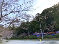 根来寺の桜（4月2日）