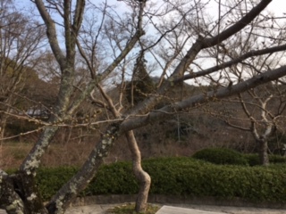 根来寺の桜（3月29日）