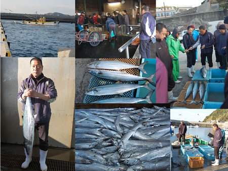 旬海の美味しさの秘密は、獲れたての魚を社長が有田の辰が浜の漁港で、毎朝直接買い付けているからなのです