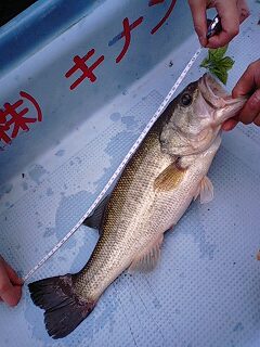 カゼニモマケズ