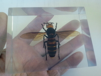 オオスズメバチ 女王蜂｜アクリル樹脂標本