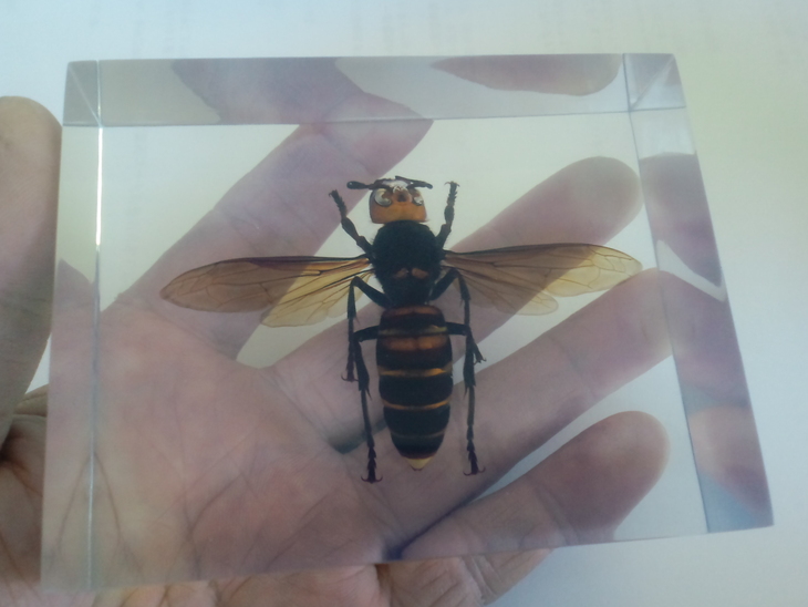 蜂駆除 エイト:オオスズメバチ 女王蜂｜アクリル樹脂標本