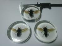 樹脂標本　コガタスズメバチ