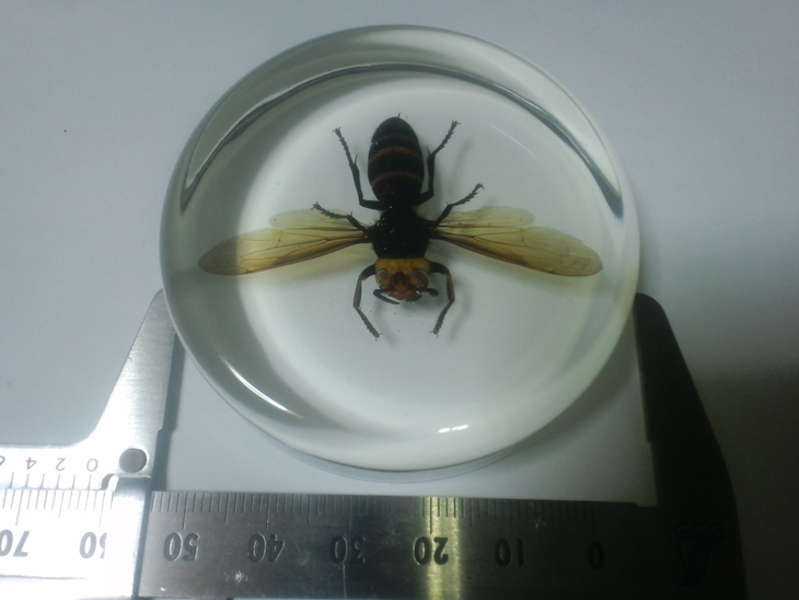 樹脂標本　コガタスズメバチ