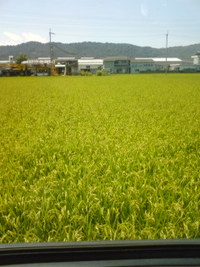夏の終わり・・・？