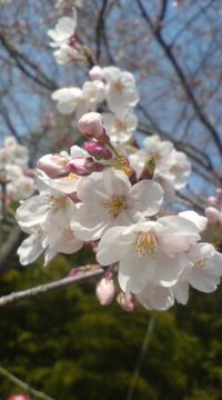 桜のち雨