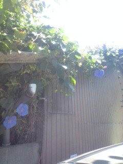 夏ですね～