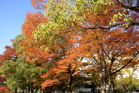 広島