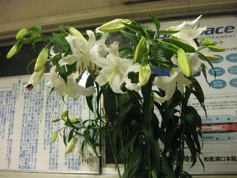 お花頂きました