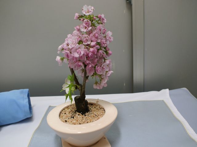 今日の花見