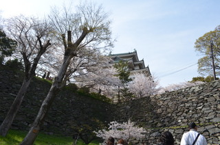 桜　お城
