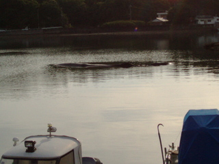 田辺湾に、巨大クジラ出現で、大騒ぎ