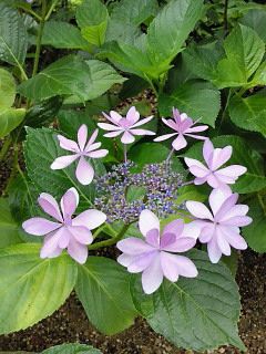 紫陽花