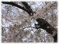 * 桃 × 桜 × ぴんく *