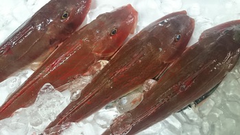 和歌山の自慢のお魚をでひ食べに来てください、