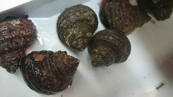 和歌山の自慢のお魚をでひ食べに来てください、