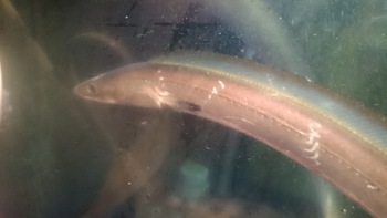 和歌山の自慢のお魚をでひ食べに来てください、