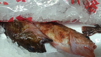 和歌山のカツオまたまた入荷しました。さらに